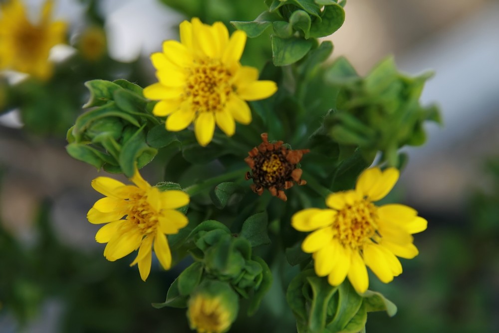 maryland_golden_aster2